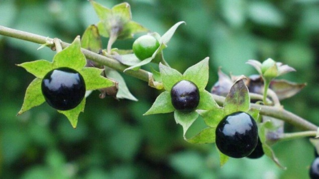 Жителей Красноярского края предупредили о ядовитых ягодах