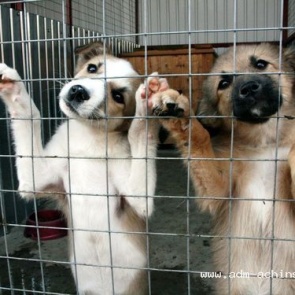 Жителям города рекомендуют передавать данные о бродячих животных