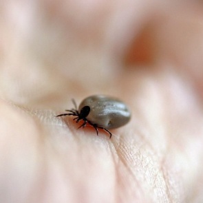 Время прививаться!