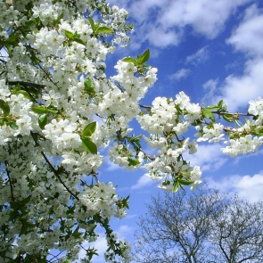 В администрации Ачинска утверждены мероприятия к 1 и 9 мая