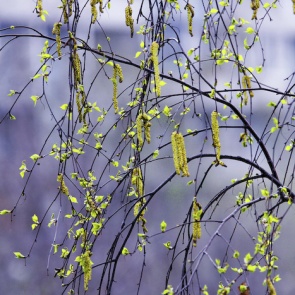 Наступившая неделя в Ачинске будет холодной и снежной