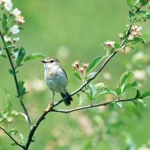 Выходные порадуют ачинцев переменчивой погодой