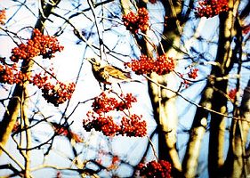 Длинные выходные в Ачинске будут теплыми и дождливыми