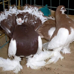 Голубиная выставка в Ачинске: крылатые почтальоны, спортсмены и фотомодели