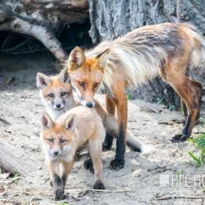 Всех лисиц в 8 районах края решено отстреливать из-за угрозы бешенства