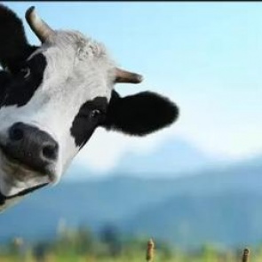 Администрация города Ачинска уведомляет владельцев об ответственности за содержание домашних животных