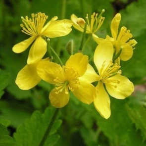 ЧИСТОТЕЛ - ЗАЩИТНИК САДА