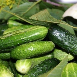 Причины засыхания и опадания завязей на огурцах