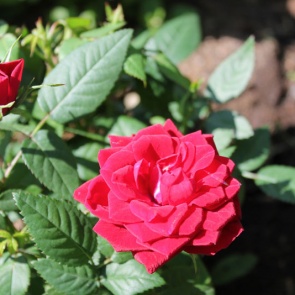 Июнь - Основные работы в саду