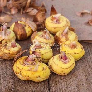 Убираем луковицы гладиолусов и сохраняем их здоровыми в золе