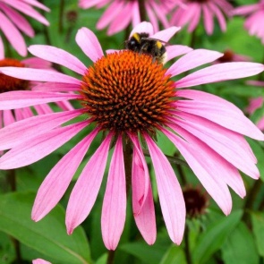 Эхинацея – посадка и уход в открытом грунте