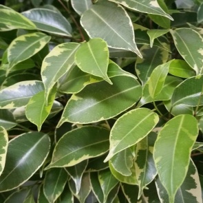 Фикус, уход в домашних условиях и советы по выращиванию