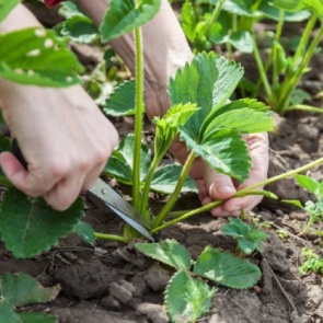 Когда обрезать клубнику, и как правильно это нужно делать