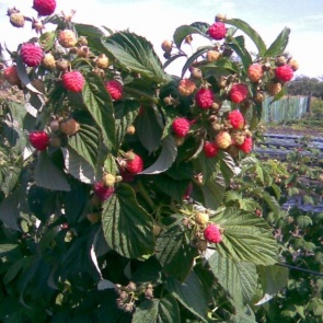 Как подготовить малину к зиме