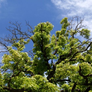 Как помочь больной яблоне
