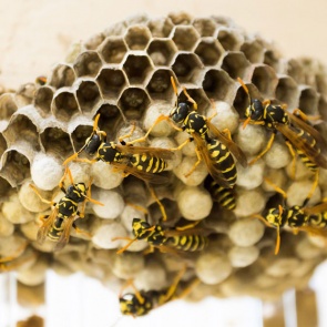 Осы на даче: как избавиться самостоятельно