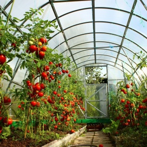 Закрываем теплицу на зиму: пошаговая инструкция