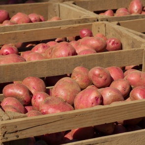 Особенности хранения картошки: при какой температуре она замерзает