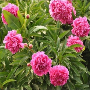 Секреты пышного цветения пиона