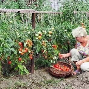 Нашатырь на даче