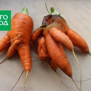 Почему морковь корявая и рогатая: причины проблемы и решение