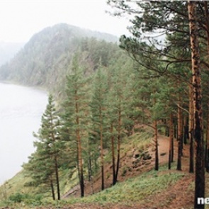 Еще одного арендатора заставили снести незаконно установленный в лесу около Маны забор