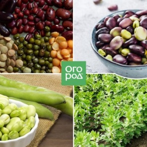 Не только сидерат – как и зачем выращивать черные бобы?