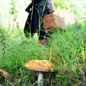 На западе Красноярского края семья ушла за шишками в лес и пропала