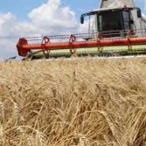 В Красноярском крае убрали почти 70 % зерна. Это больше показателей прошлого года