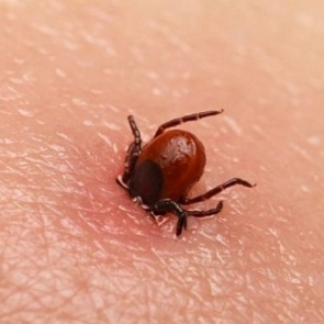 В Красноярском крае после укуса клещей умерли четыре человека