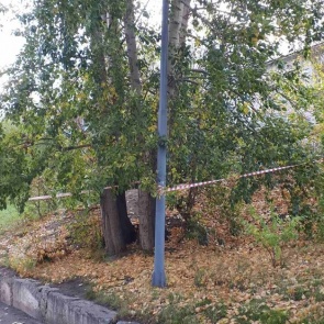 В Красноярских школах и садиках избавятся от старых деревьев