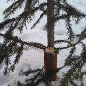 Полицейские Ачинска напоминают об ответственности за незаконную рубку елочных насаждений