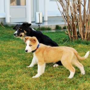 Трехмесячный рыжий щенок из Красноярска отправился в Крым работать и искать взрывчатку