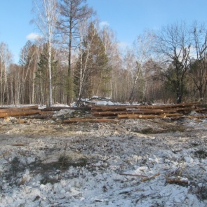 Пенсионер из Канска вырубил деревья на 9 млн и спустя несколько лет все же попал под следствие