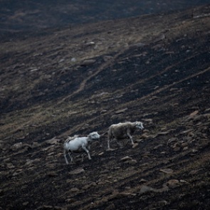 В австралийских пожарах погибло более миллиарда животных