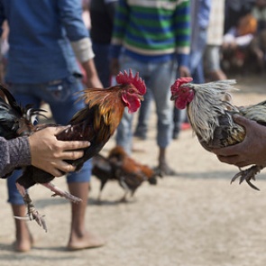 Вооруженный петух зарезал мужчину