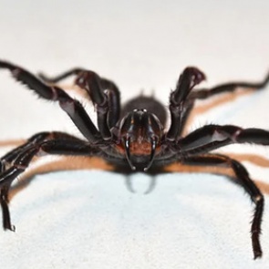 Специалисты предупредили о нашествии пауков со смертельным ядом