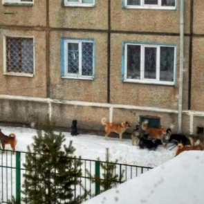 На отлов бродячих животных в Ачинске в 2020 году выделен миллион рублей