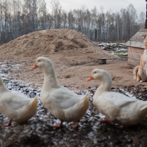 В Китае выявили вспышку птичьего гриппа