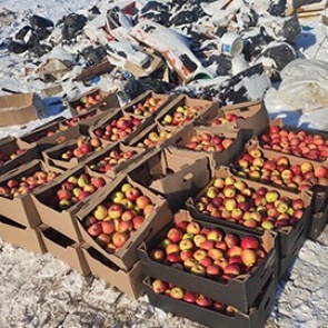 В Красноярске снова уничтожили подозрительные яблоки. Сразу тонну