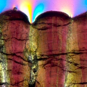 Раскрыта многолетняя тайна динозавров