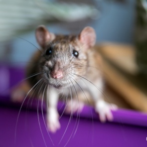 «Будет «война» за припасы рыбы и мяса в кладовках»: в поселке на севере края нашествие крыс