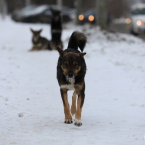 В предприятии по отлову собак прокомментировали задержание чиновника после смерти женщины со следами от укусов