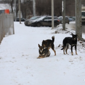 «Категорически не согласны»: в мэрии ответили на арест главы УДИБ