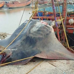 Рыбаки поймали огромную рыбу весом 900 килограммов