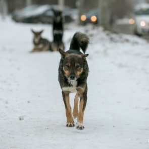 Общественники объявили награду в 100 тысяч рублей за информацию о мучителях бездомных собак