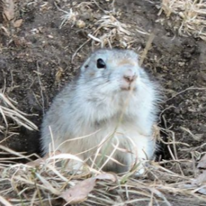 «Первый пошел»: на острове Татышев проснулись суслики