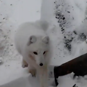 «Варежку-то верни»: наглый песец в Норильске обокрал сноубордистов