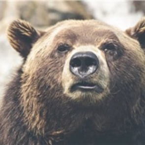 В Ачинском районе браконьеры застрелили медведя