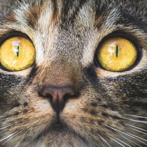 Кошки из очага распространения коронавируса массово заразились